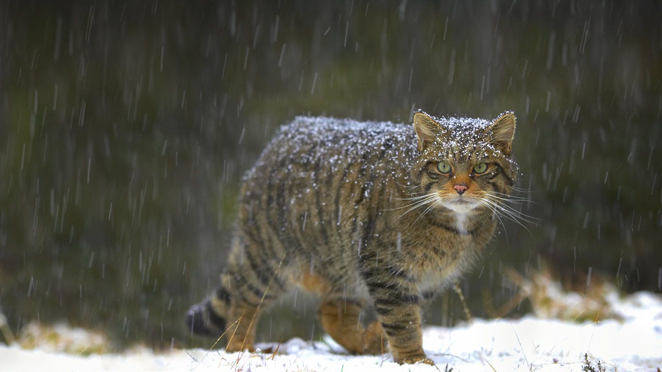 Wildcat in Scotland