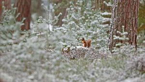 Écureuil roux, Parc national de Cairngorms, Écosse (© SCOTLAND: The Big Picture/Minden Pictures)(Bing France)