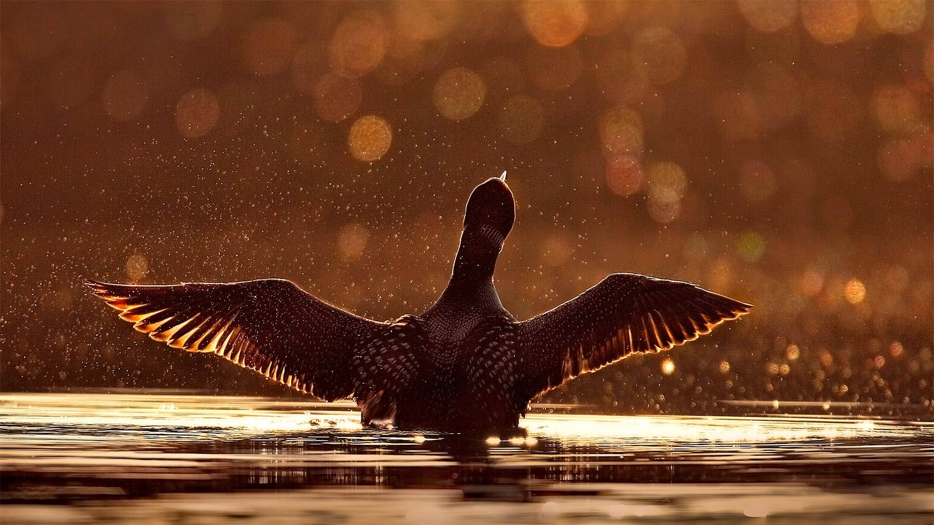 A common loon in Superior National Forest in Minnesota, USA