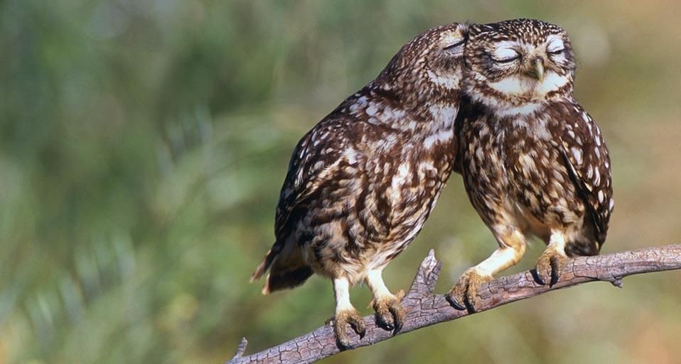 LittleOwls