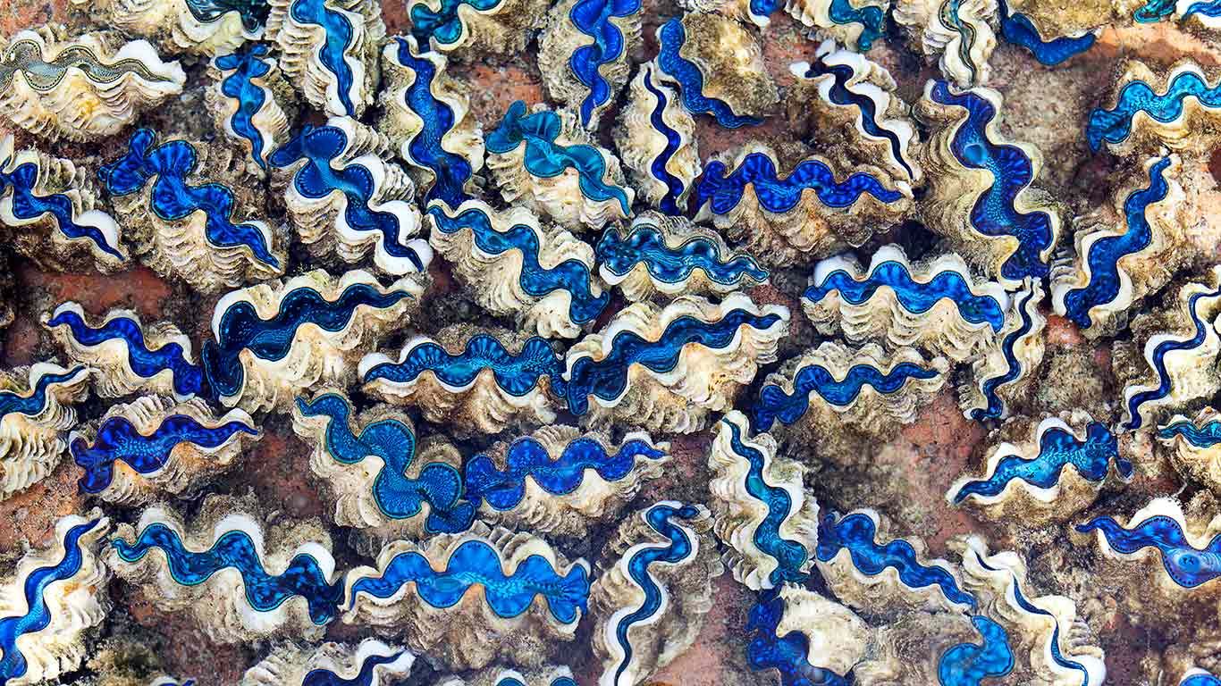 Saltwater clams in Cocos (Keeling) Islands, Australia, Indian Ocean