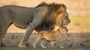 南非卡拉哈迪跨界公园的雄性非洲狮和它的幼崽 (© Richard Du Toit/Minden Pictures)(Bing China)