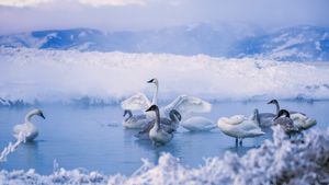 Trumpeter swans at Kelly Warm Springs, near Kelly, Wyoming (© DEEPOL by plainpicture)(Bing Canada)