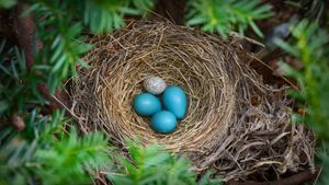 Robin\'s nest with a brown-headed cowbird egg (© Edward Kinsman/Science Photo Library)(Bing Australia)