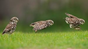 A little owl hunting on the ground (© Andy Rouse/Minden Pictures)(Bing United Kingdom)