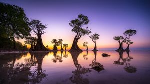 マングローブのシルエットと夕陽, インドネシア (© Boonchet Ch./Getty Images)(Bing Japan)