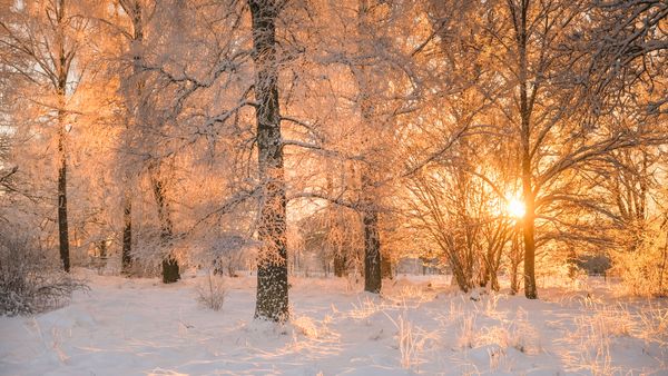 Luce dell'alba tra gli alberi gelati, Svezia