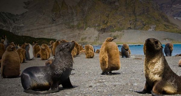 Antarctic Fur Seals and King Penguin Chicks On Beach, Gold Harbour, South Georgia Island, South Atlantic