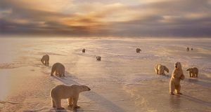 Polar bears near Churchill, Manitoba, Canada -- Ward Kennan/Photolibrary &copy; (Bing Australia)