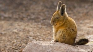 A southern viscacha in the Andes Mountains (© Chris Mattison/Minden Pictures)(Bing United States)