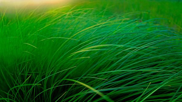 ｢スゲの草むら｣米国ミネソタ州, ムース・レイク