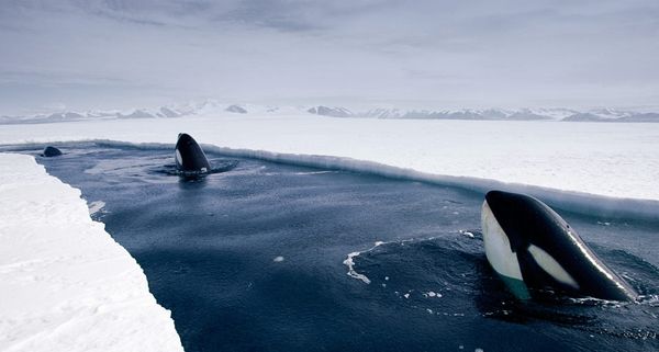 OrcaWhales
