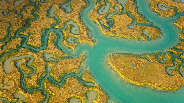 Aerial view of salt marsh at Abbotts Hall Farm, Essex