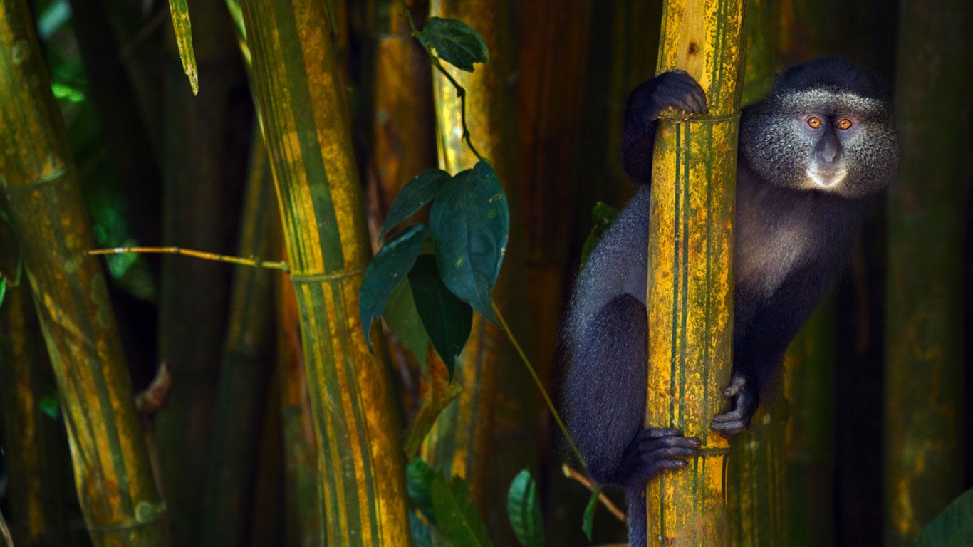 Cercopithecus mitis “singe bleu” dans la réserve nationale de la forêt de Kakamega, Kenya