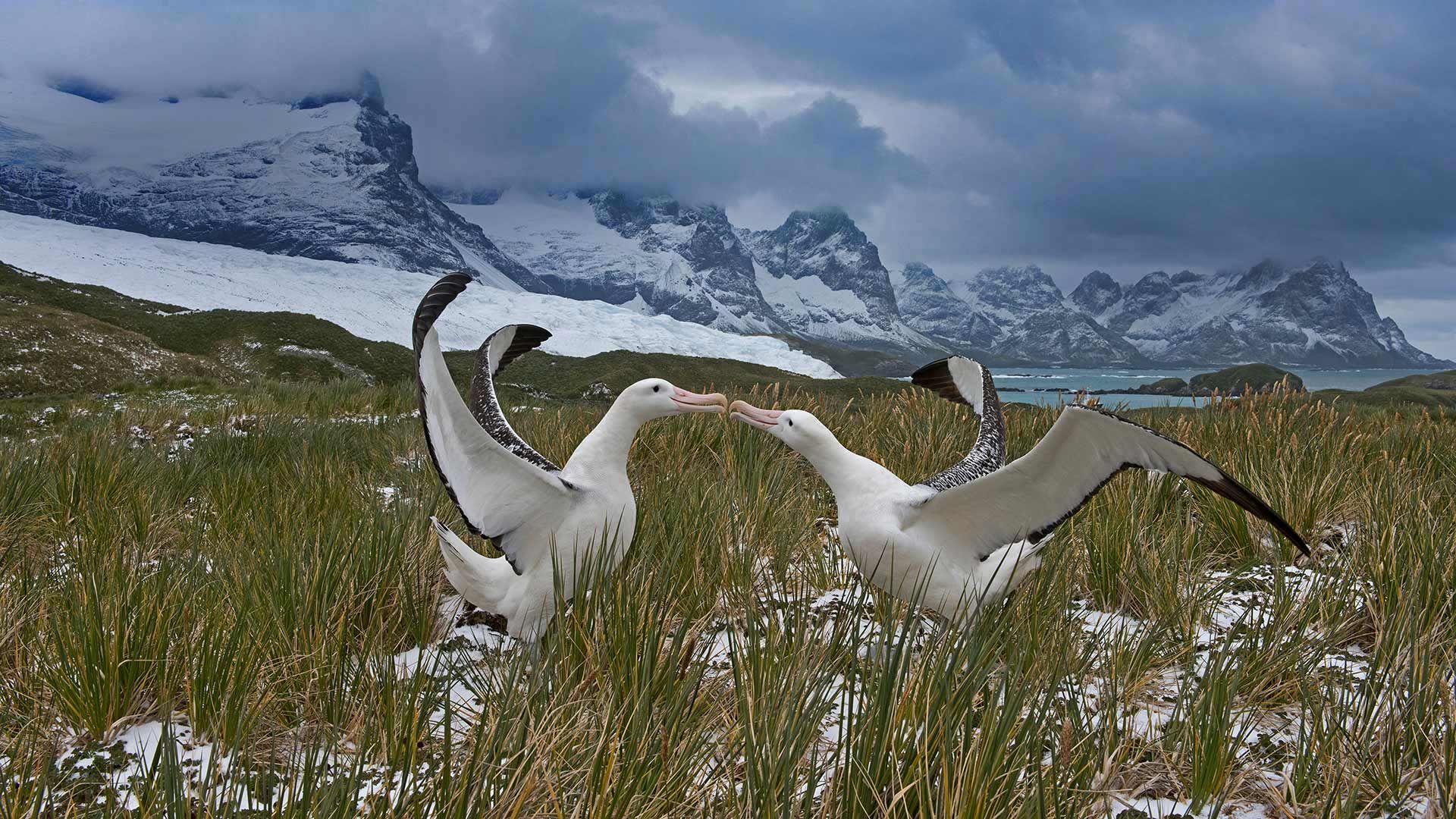 Wandering albatross pair, South Georgia Island