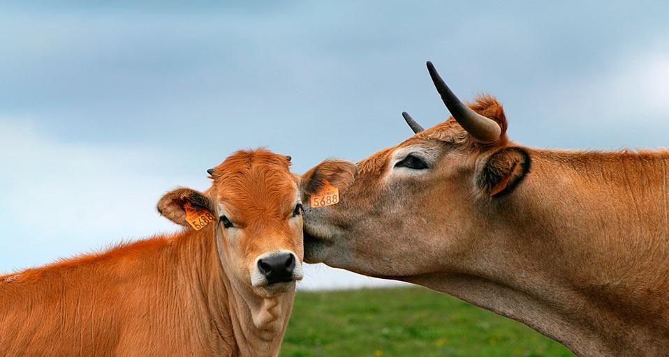 Vache aubrac avec son petit, Lozère, Languedoc-Roussillon