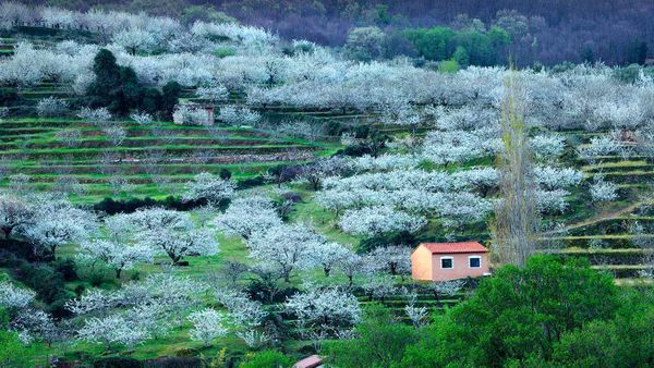 Blooming cherry trees in Jerte Valley, Province of Cáceres, Spain