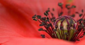 Close up of red poppy (© Deb Casso/OJO Images/Getty Images) &copy; (Bing New Zealand)