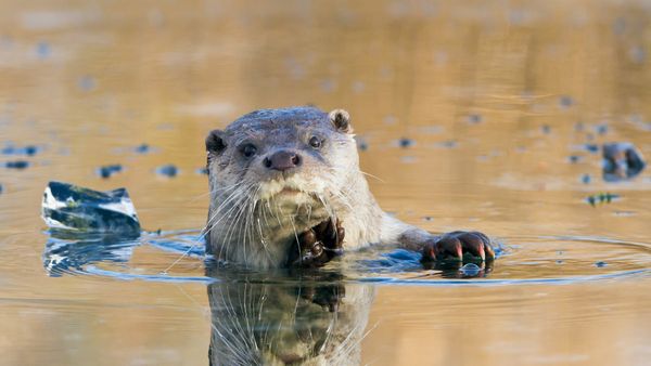 European river otter, Lelystad, Netherlands