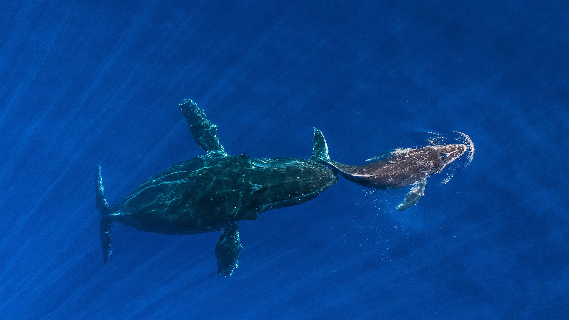 Maman baleine à bosse poussant son baleineau à la surface, Maui, Hawaii