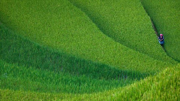 Woman walking across rice terrace, Yen Bai, Vietnam