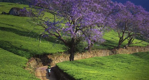 Woman walking down road past Jacaranda trees in Malawi, Africa