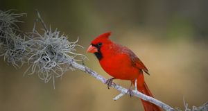 Northern Cardinal perched on a branch in the Rio Grande Valley of Texas -- Glenn Bartley/Photolibrary &copy; (Bing Australia)