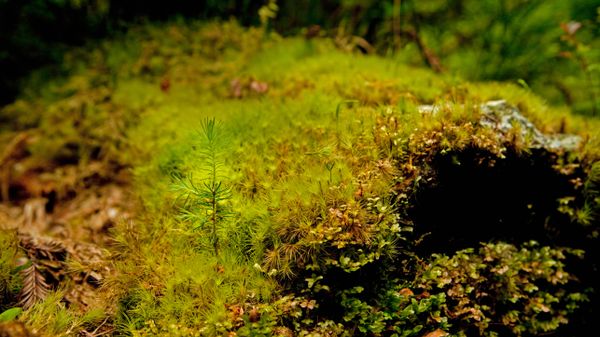 A young giant sequoia sprouting out of an old log in Prairie Creek Redwoods State Park, California, USA