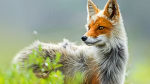 Red fox, Chukotka region, Russia (© Ivan Kislov/In cooperation with 500px)(Bing Australia)