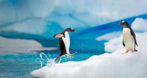 南极洲的巴布亚企鹅 (© Momatiuk–Eastcott/Corbis) &copy; (Bing China)