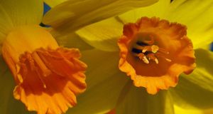 Daffodil flowers -- Luc Crul/Flickr/Getty Images &copy; (Bing Australia)