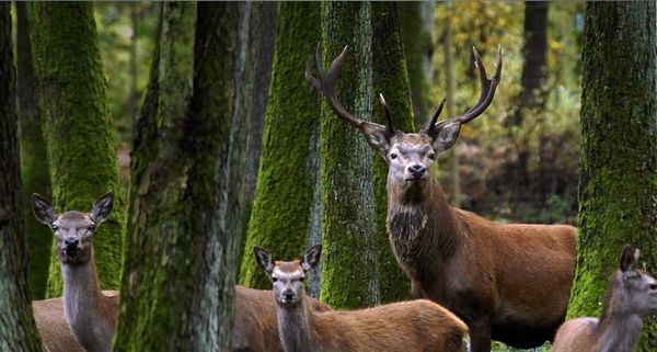 A red deer stag stands among females in the woods at the Eekholt game park