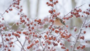 Male chaffinch perched on a crab apple tree in winter (© Mark Hamblin/2020VISION/Minden Pictures)(Bing United States)