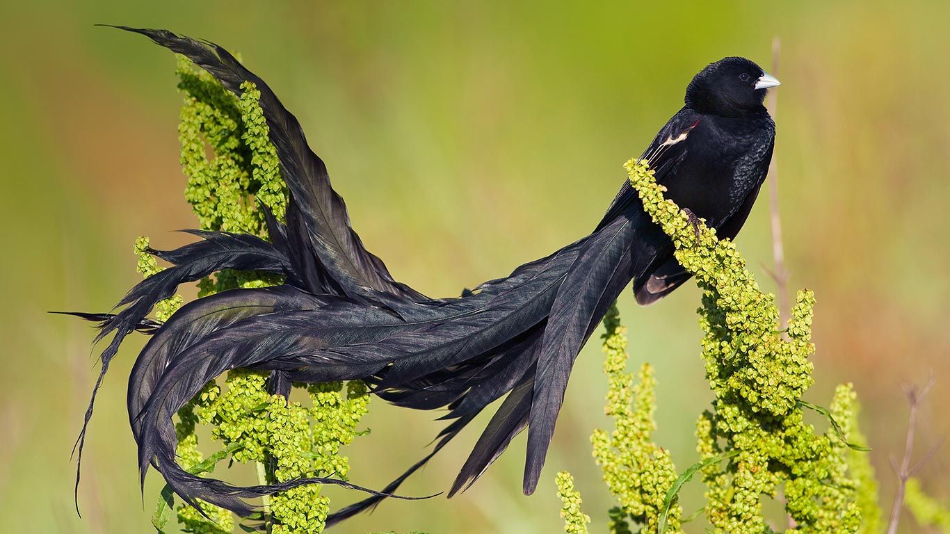 Long-tailed widowbird male in breeding plumage, Marievale Bird Sanctuary, South Africa