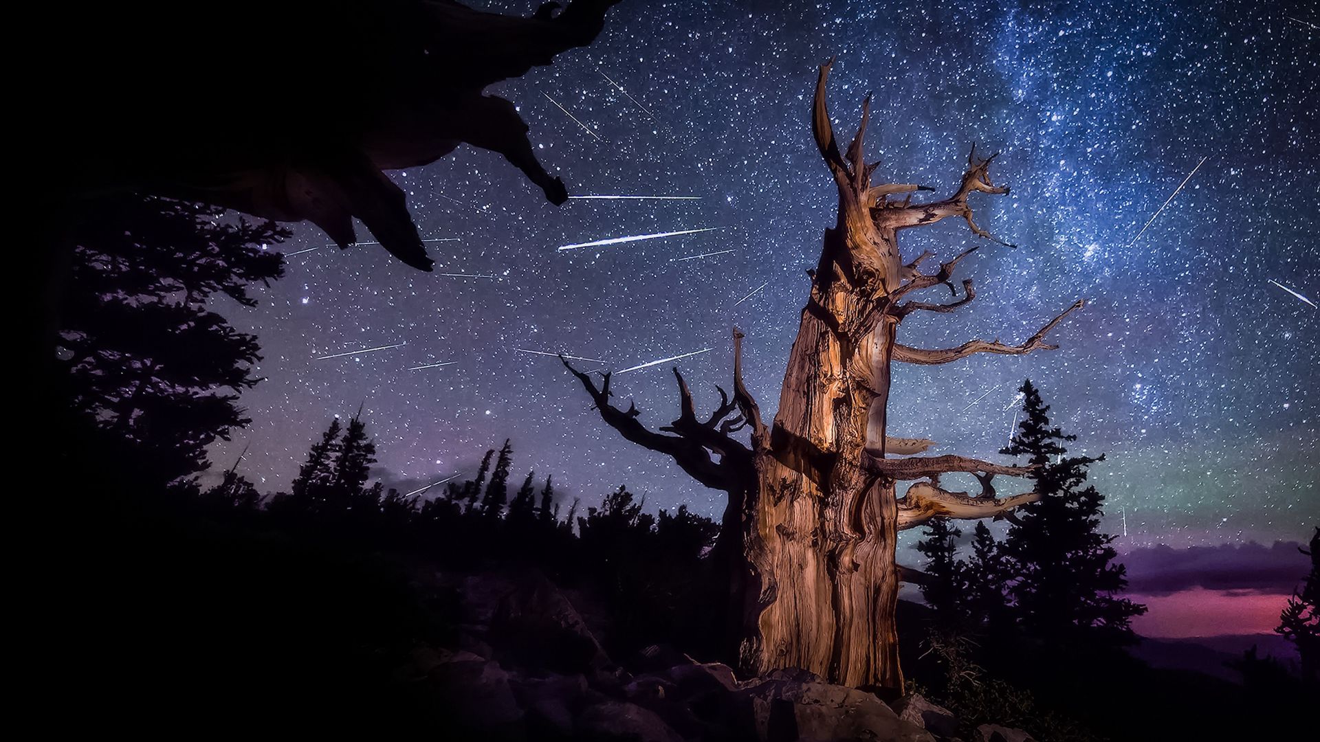 Perseid meteor shower and an ancient bristlecone pine, Great Basin National Park, Nevada, United States