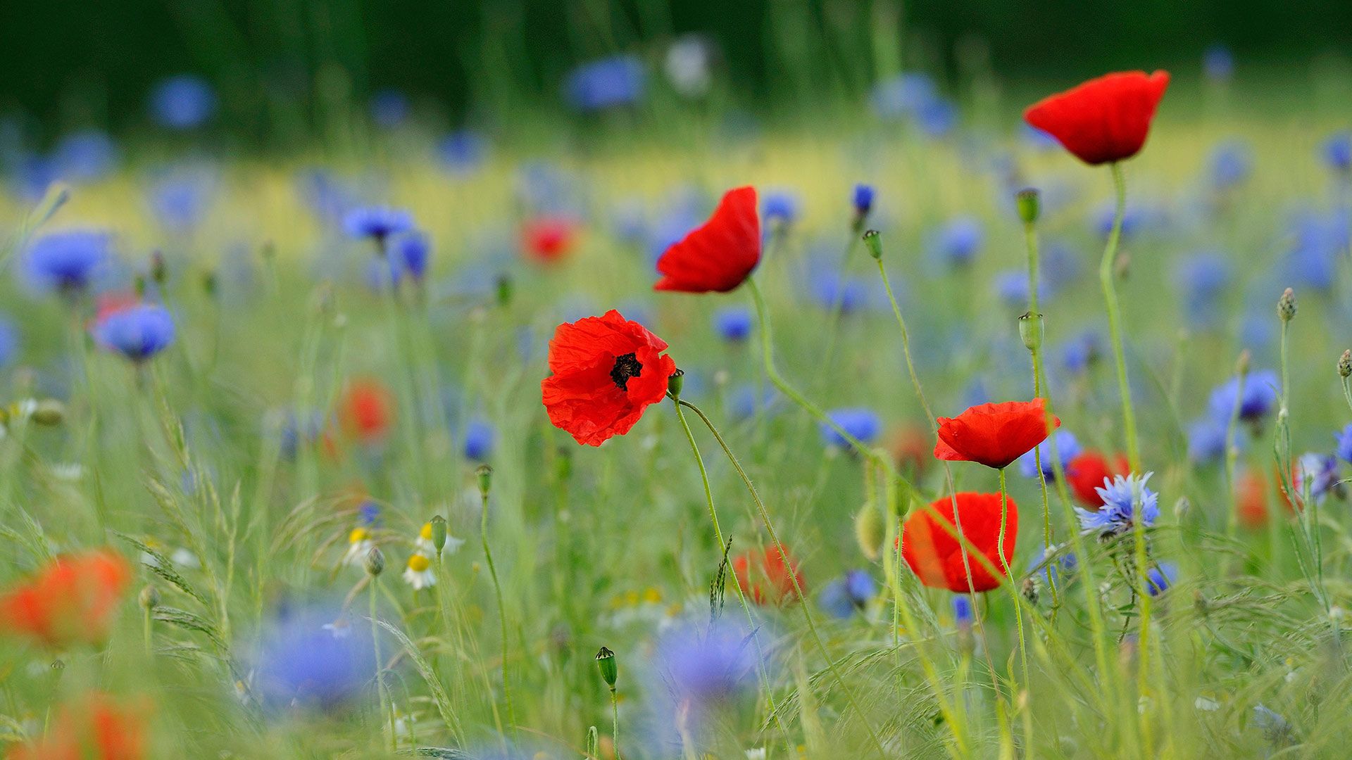 Meadow with common poppies and cornflowers, North Rhine-Westphalia, Germany