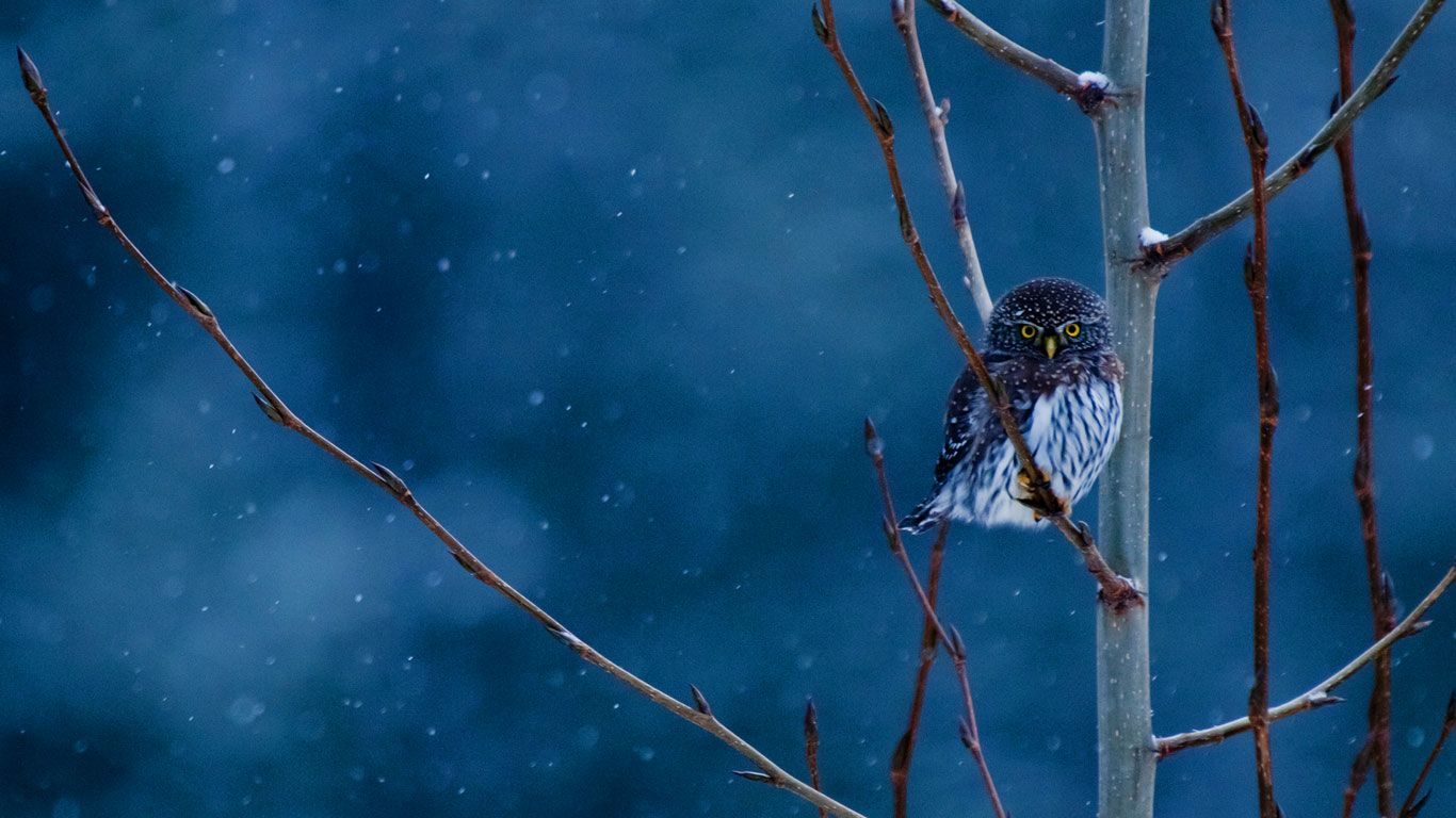 Northern pygmy-owl, Glacier National Park, Montana, USA