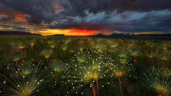Paepalanthus flowers at sunset, Chapada dos Veadeiros National Park, Brazil