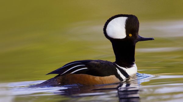 Male hooded merganser in Beaufort, South Carolina, USA