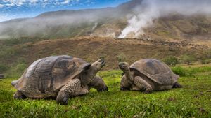 Volcán Alcedo giant tortoises, Isabela Island, Galápagos, Ecuador (© Tui De Roy/Minden Pictures)(Bing Canada)