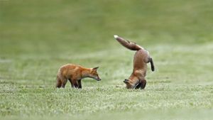 Fox kits practice their hunting skills, Quebec, Canada (© Vlad Kamenski/Shutterstock)(Bing United States)