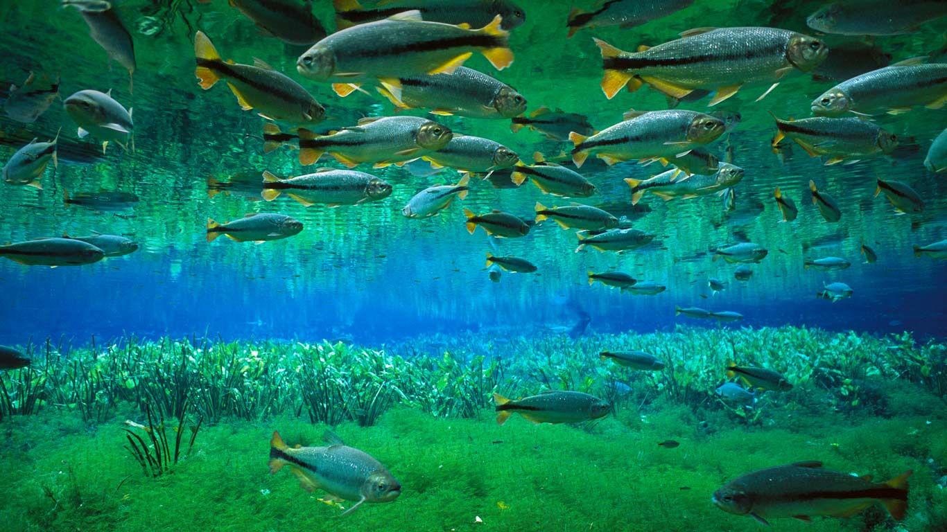 Piraputanga schooling in the Cerrado, Brazil