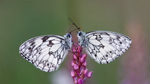 Schachbrett-Schmetterlingspaar (Melanargia galathea), Elsass, Frankreich (© Eric Ferry/Minden Pictures)(Bing Deutschland)