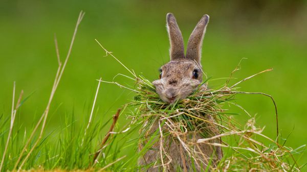A rabbit building a nest
