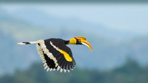Doppelhornvogel, Nationalpark Khao Yai, Thailand (© kajornyot wildlife photography/Shutterstock)(Bing Deutschland)