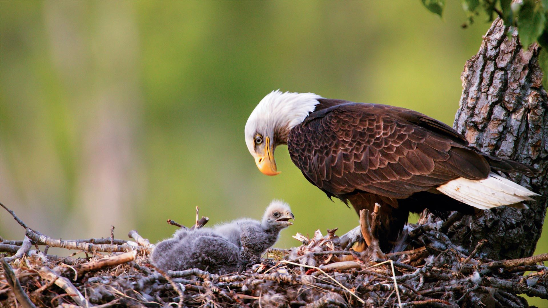 Bald eagles in Anchorage, Alaska