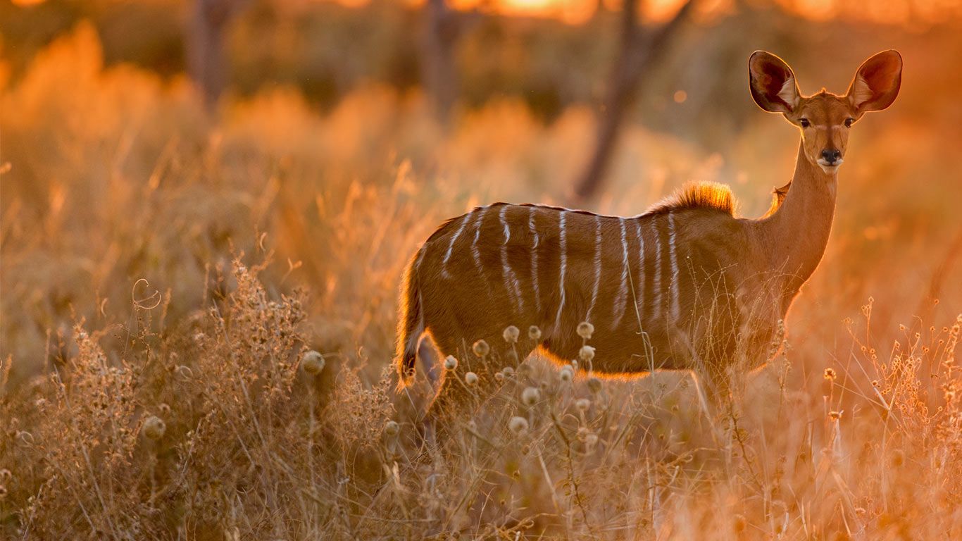 Grand koudou femelle dans le parc national de Chobe, Botswana