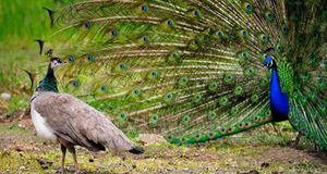 Female peahen observing a male peacock with his plumage out (© Dave Blackey/Getty Images) &copy; (Bing United States)