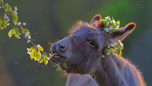 Domestic donkey feeding on cherry twigs (© Juniors Bildarchiv GmbH/Alamy)(Bing United States)