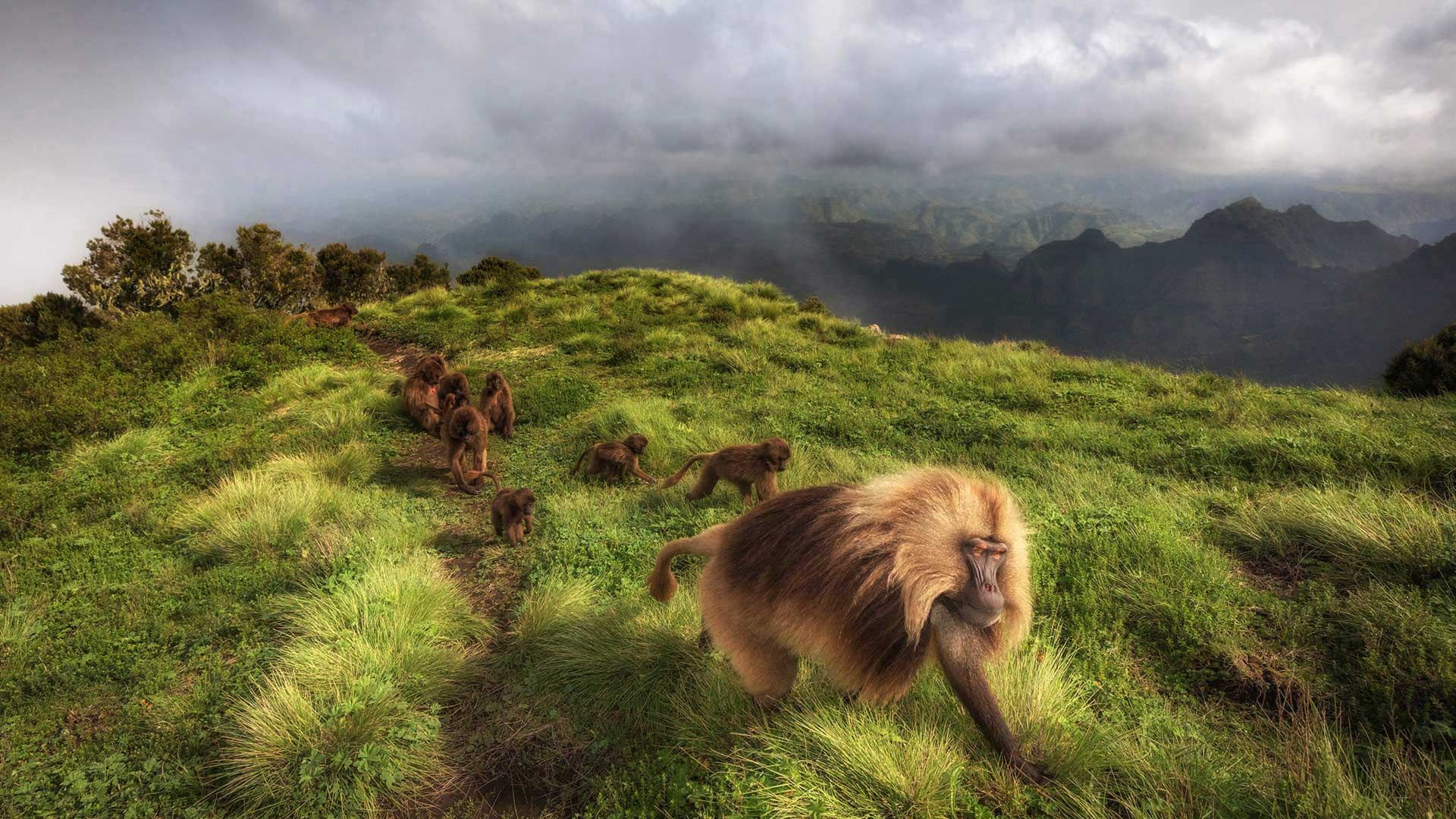 Gelada monkeys in Simien Mountains National Park, Northern Ethiopia